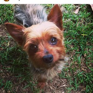 Meet your Posher, Bailey